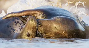 Donna: Grey Seal