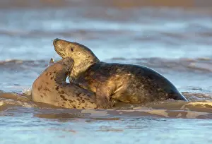 Donna: Grey Seal