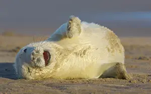Donna: Grey Seal
