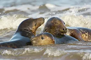 Donna: Grey Seal