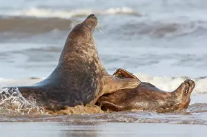 Donna: Grey Seal