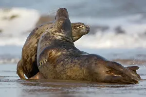 Donna: Grey Seal