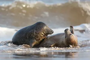 Donna: Grey Seal