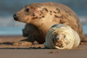 Donna: Grey Seal