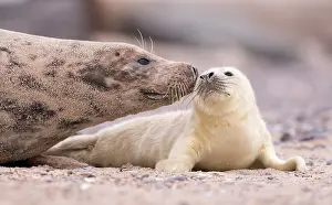 Pebbles: Grey Seal