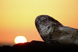 Waking: Grey Seal