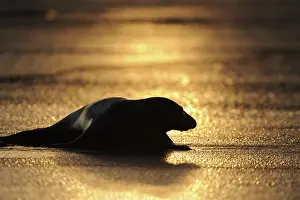 Donna: Grey Seal