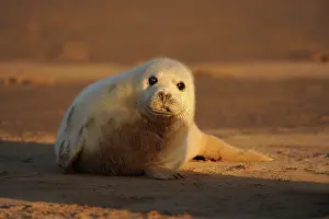 Frontview: Grey Seal