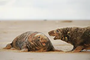 Wounded: Grey Seal