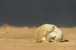 Donna: Grey Seal