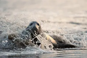 Breakers: Grey Seal