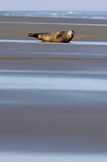 Donna: Grey Seal