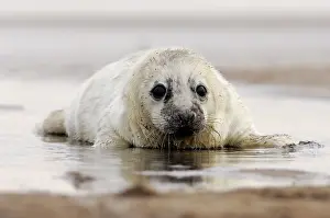 Donna: Grey Seal