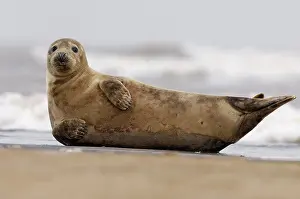 Donna: Grey Seal