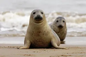 Donna: Grey Seal