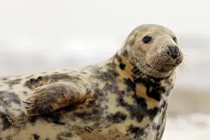 Donna: Grey Seal