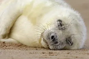 Donna: Grey Seal