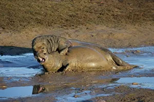 Donna: Grey Seal