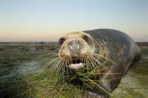Donna: Grey Seal