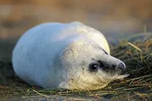 Donna: Grey Seal