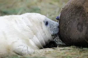 Donna: Grey Seal