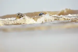 Donna: Grey Seal