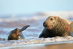 Wounded: Grey Seal