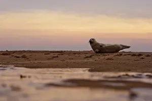 Donna: Grey Seal