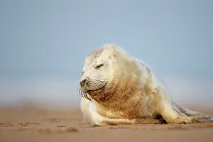 Donna: Grey Seal