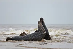 Donna: Grey Seal