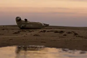 Waving: Grey Seal