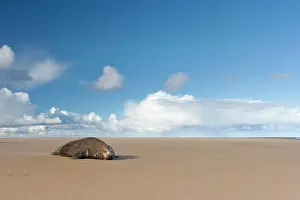 Donna: Grey Seal