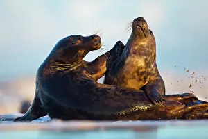 Donna: Grey Seal