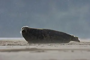 Donna: Grey Seal