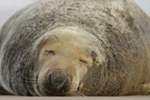 Donna: Grey Seal