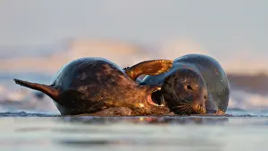 Donna: Grey Seal