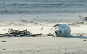 Sandstorm: Grey Seal