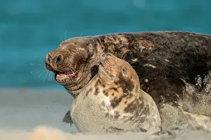 Pairing: Grey Seal