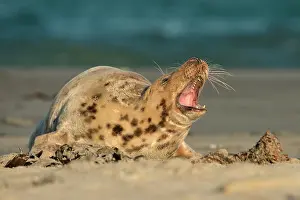 Howling: Grey Seal