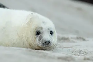 Tactile: Grey Seal