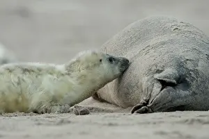 Suckle: Grey Seal