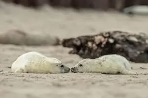 Tactile: Grey Seal