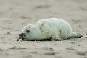 Suckle: Grey Seal