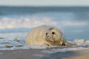 Foam: Grey Seal