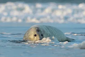 Foam: Grey Seal