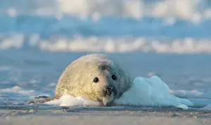 Foam: Grey Seal