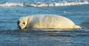 Helgoland: Grey Seal