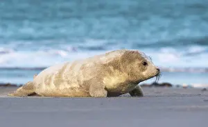 Helgoland: Grey Seal
