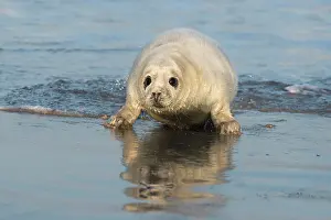 Helgoland: Grey Seal