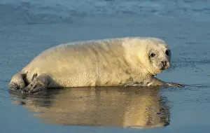 Helgoland: Grey Seal